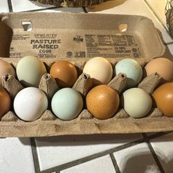 Fertile Hatching Eggs 🐣