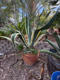 Large variegated agave with decorative pot