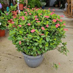 CROWN OF THORNS LARGE PLANTS ARRIVE, Corona de Cristo BEAUTIFUL AND HEALTHY. $25 EACH