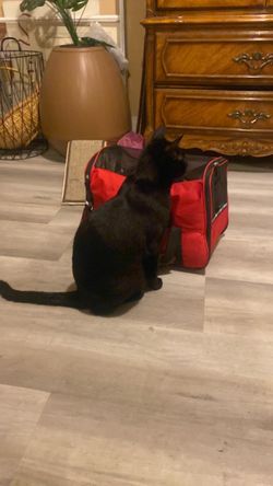 Pet Carrier Cat Travel Bag