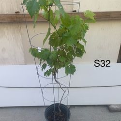 S32- Kyoho Grapes Vines Tree 巨峯葡萄樹