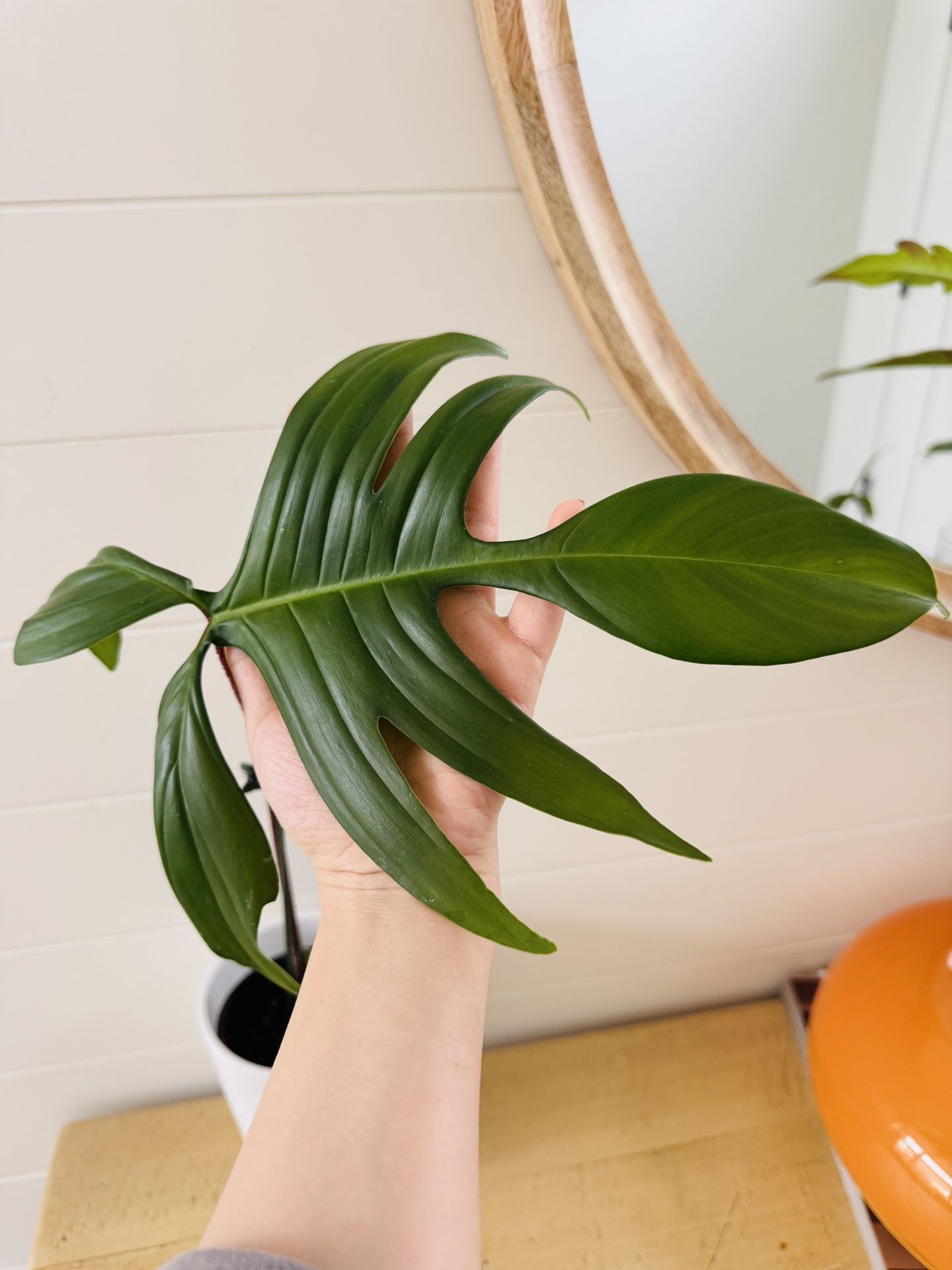Philodendron ‘Florida’ House Plant In White Pot