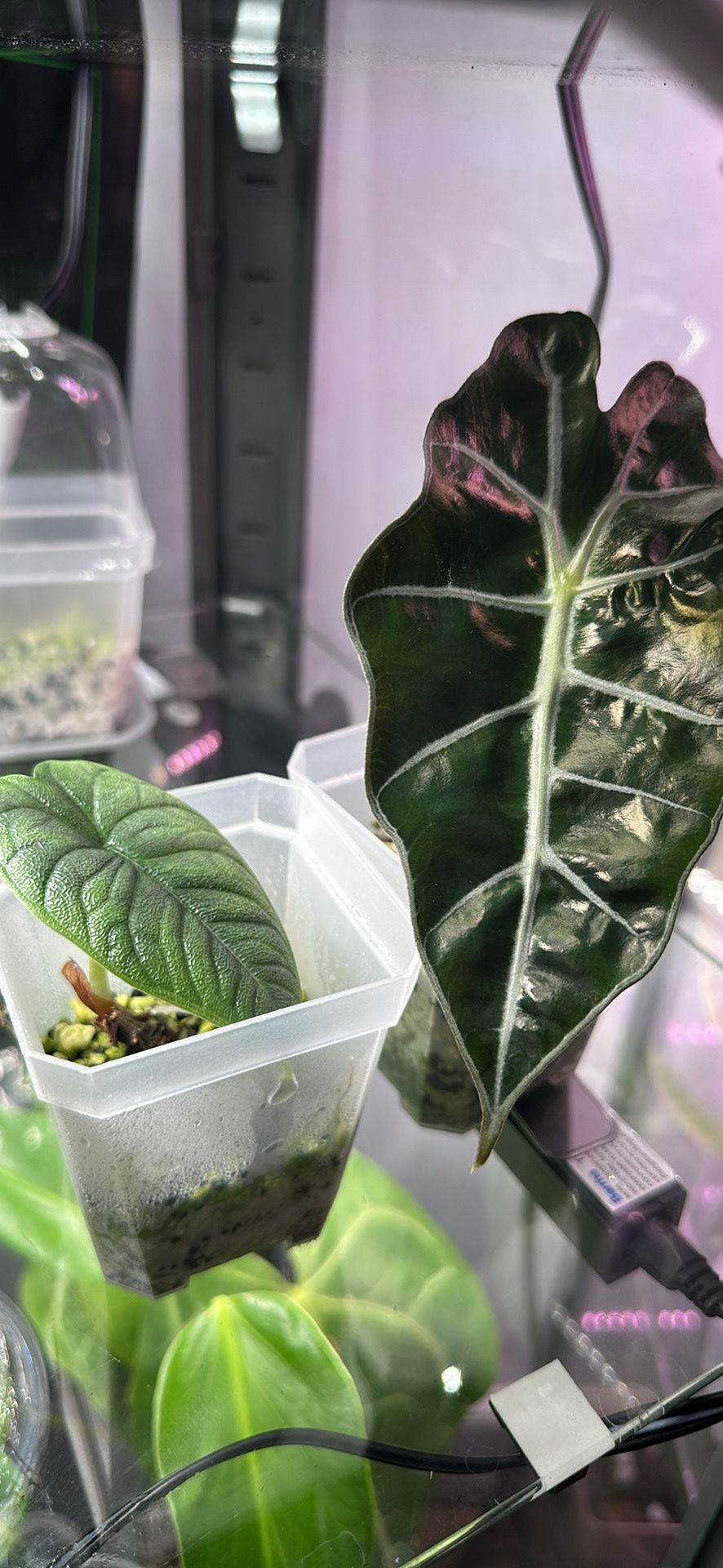 2 Alocasia House Plants