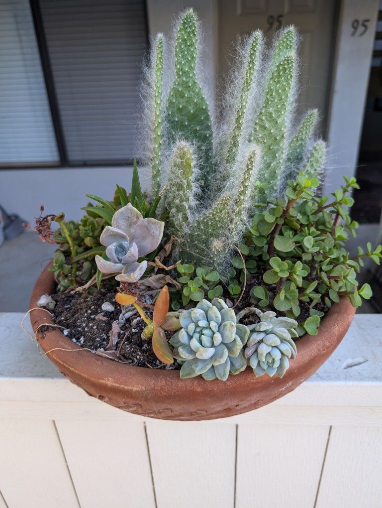 Potted Succulents