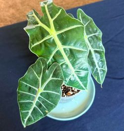 Alocasia Polly - Mother Plant