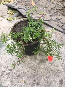 Amor de un rato