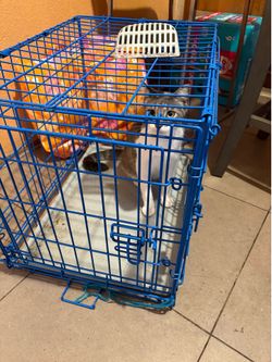 Free inside cat.