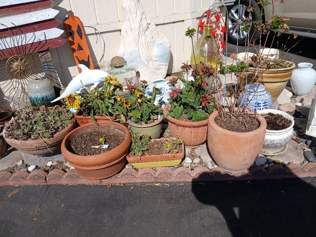 Plants in Pots, Pots