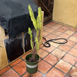 Cactus / Succulent In Plastic Pot