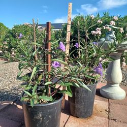 Mexican Petunia Ruellia 