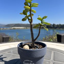 Jade Bonsai For Sale