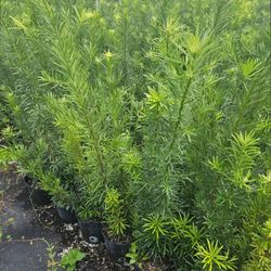 podocarpus Only $ 8 Instant Privacy Hedge For Fence Green Full 