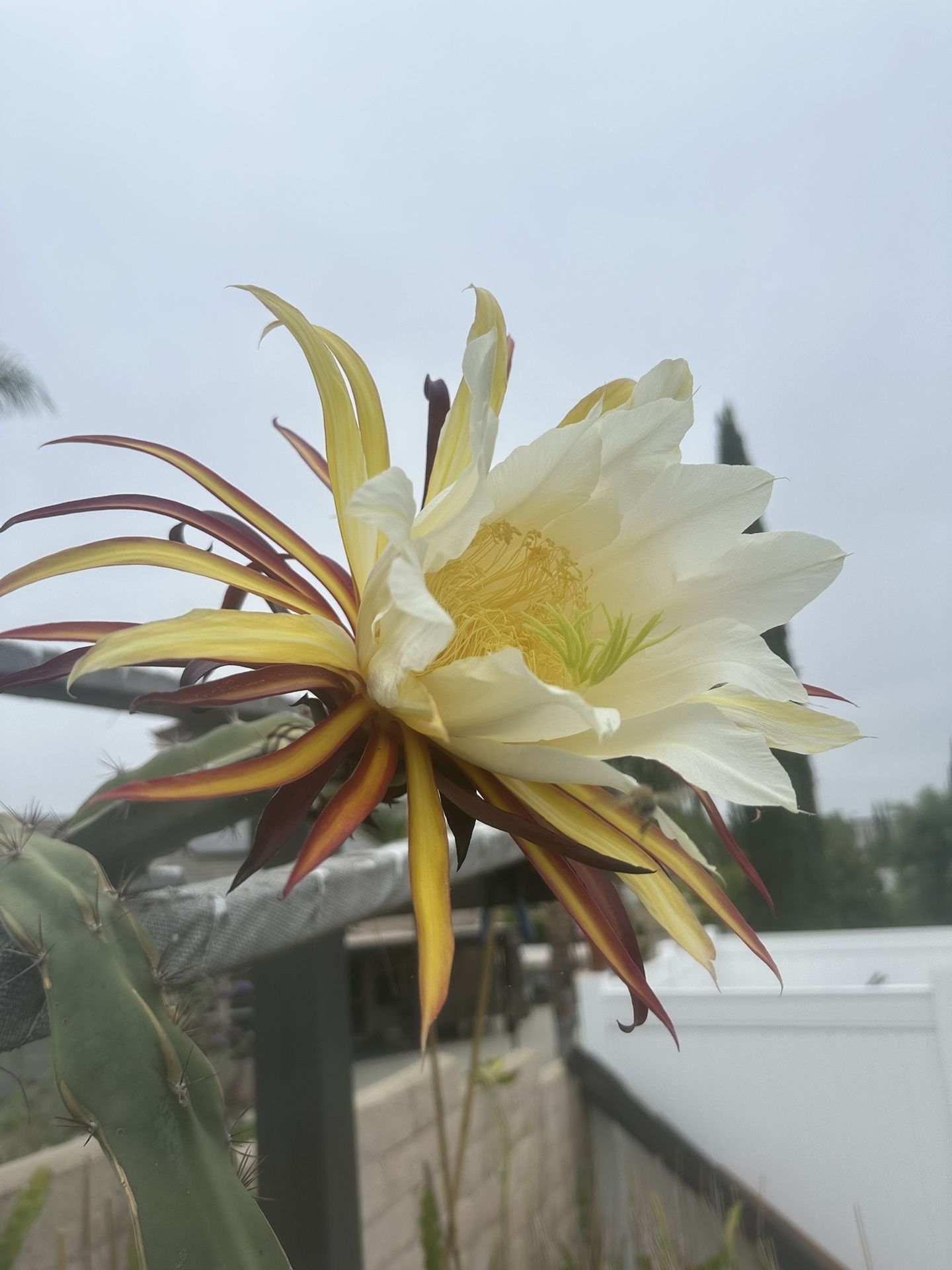 Dragon Fruit Plants Red And Magenta Flesh
