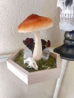 Mushroom Oddity