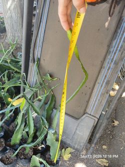 Dragon fruit plants