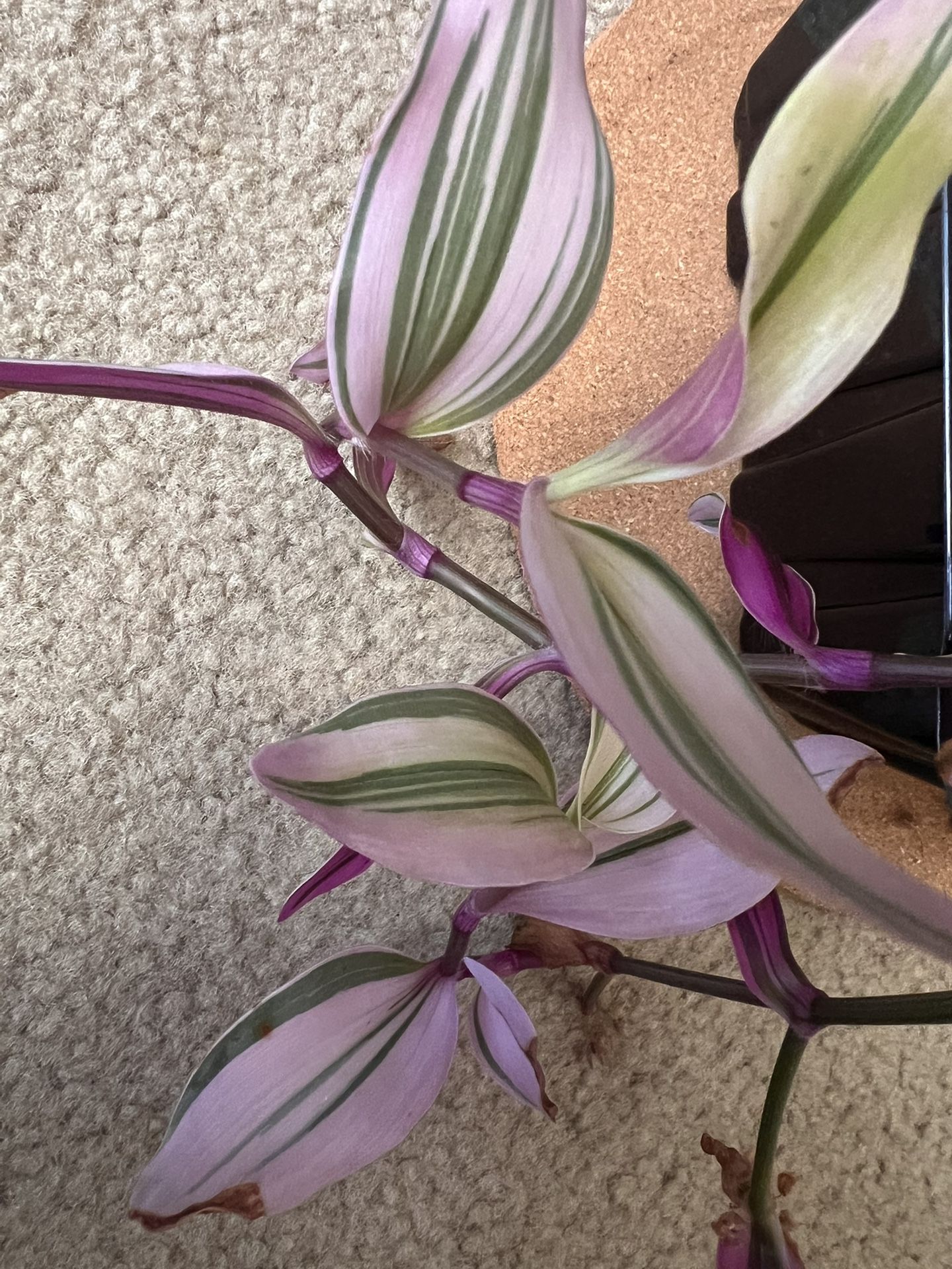 Assorted Indoor Plants