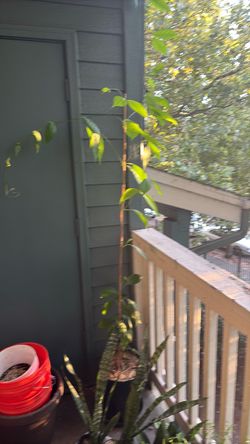 Banisteriopsis caapi