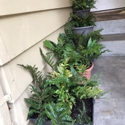 Indoor Or Outdoor These Handcrafted fern Arrangements Are a Perfect addition!!!!