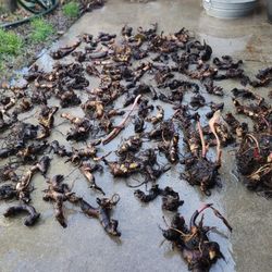 Orange canna lily rhizomes (counted 115+)