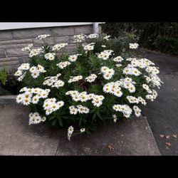 Shasta Daisy 