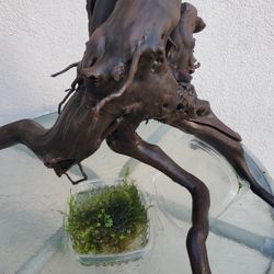 Aquarium Fish tank Driftwood & Moss