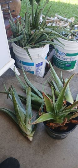 Live Aloe Vera Plants