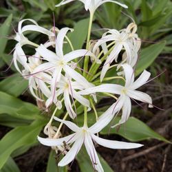 White Lily Plant