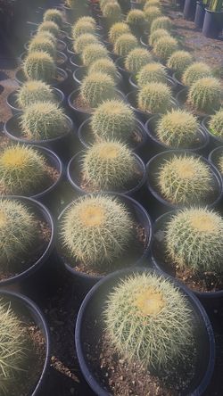 Golden Barrel Cactus