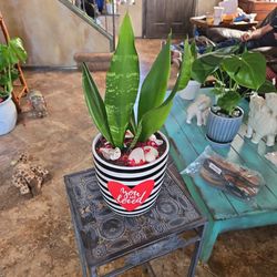 Sansevieria Snake Plants In 7in Ceramic Pot With Shells 