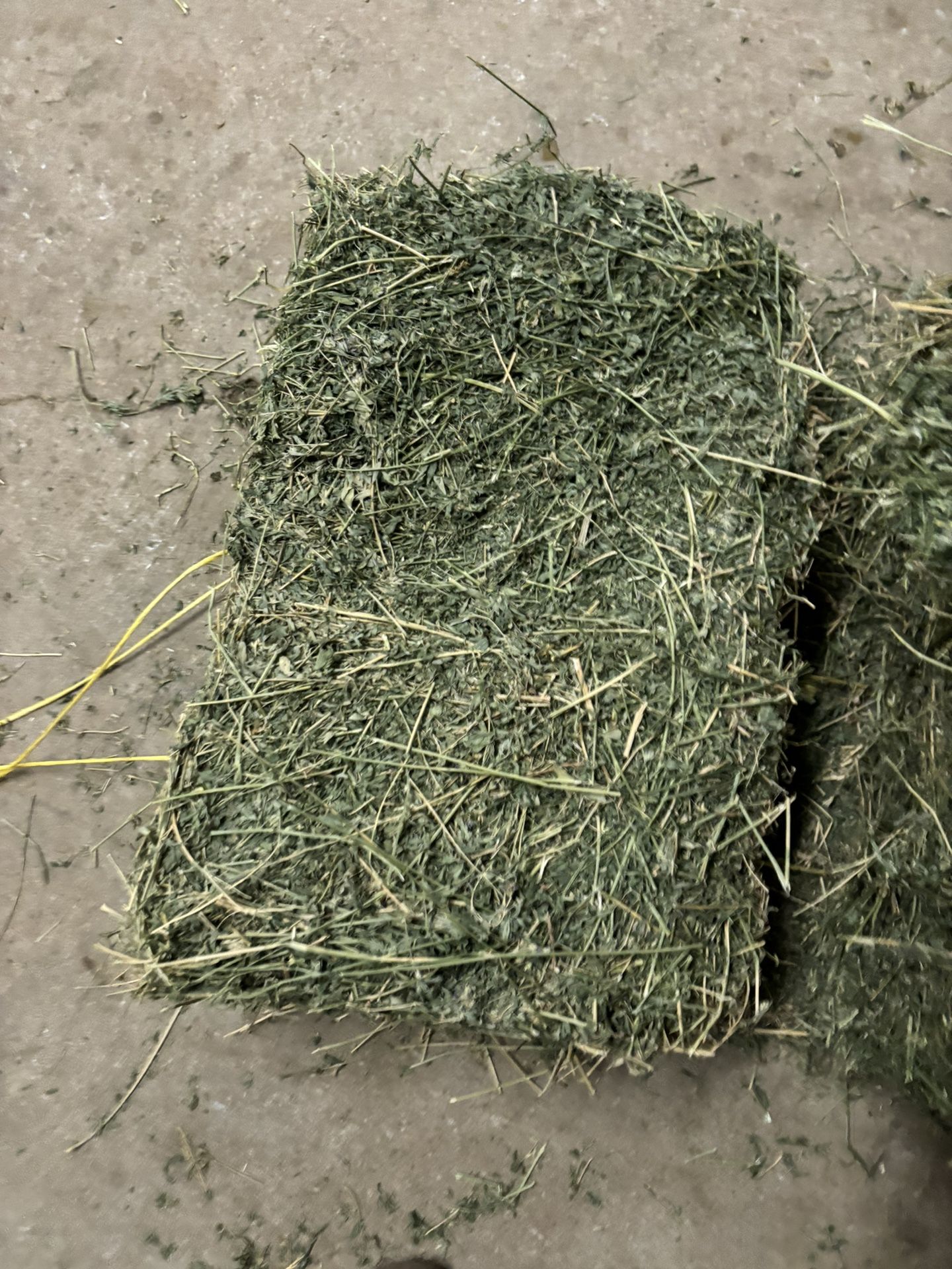 Alfalfa Hay #1