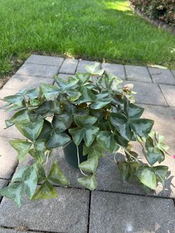 Oxalis Plant