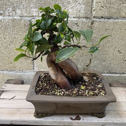 Ginseng ficus bonsai