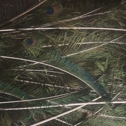 Peacock feathers