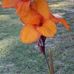 12 Orange Canna Lily Bulbs