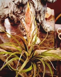 Tillandsia Air Plants -- Multiple Varieties Available