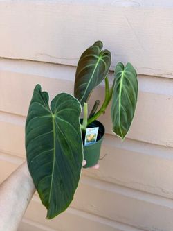 4” philodendron melano