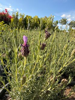 Lavender
