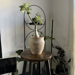 Modern Plant Stand