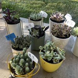 Lots Of Beautiful Succulents 