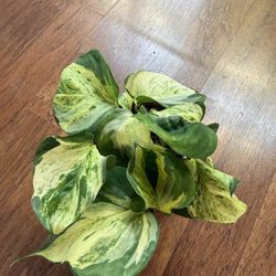 Manjula Pothos Plant In Terracotta Pot + Free Bird Of Paradise Plant Starter