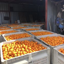Naval Oranges