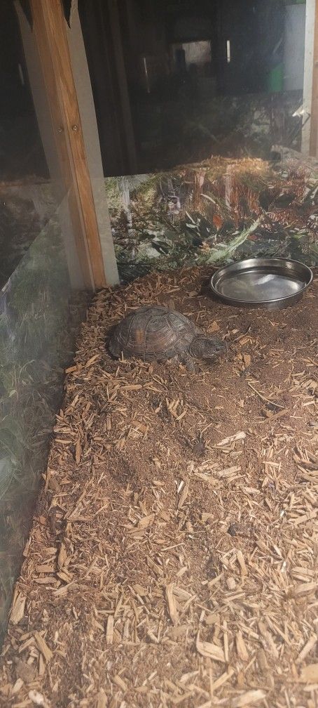 Box Turtle With Extra Large Teranium.  