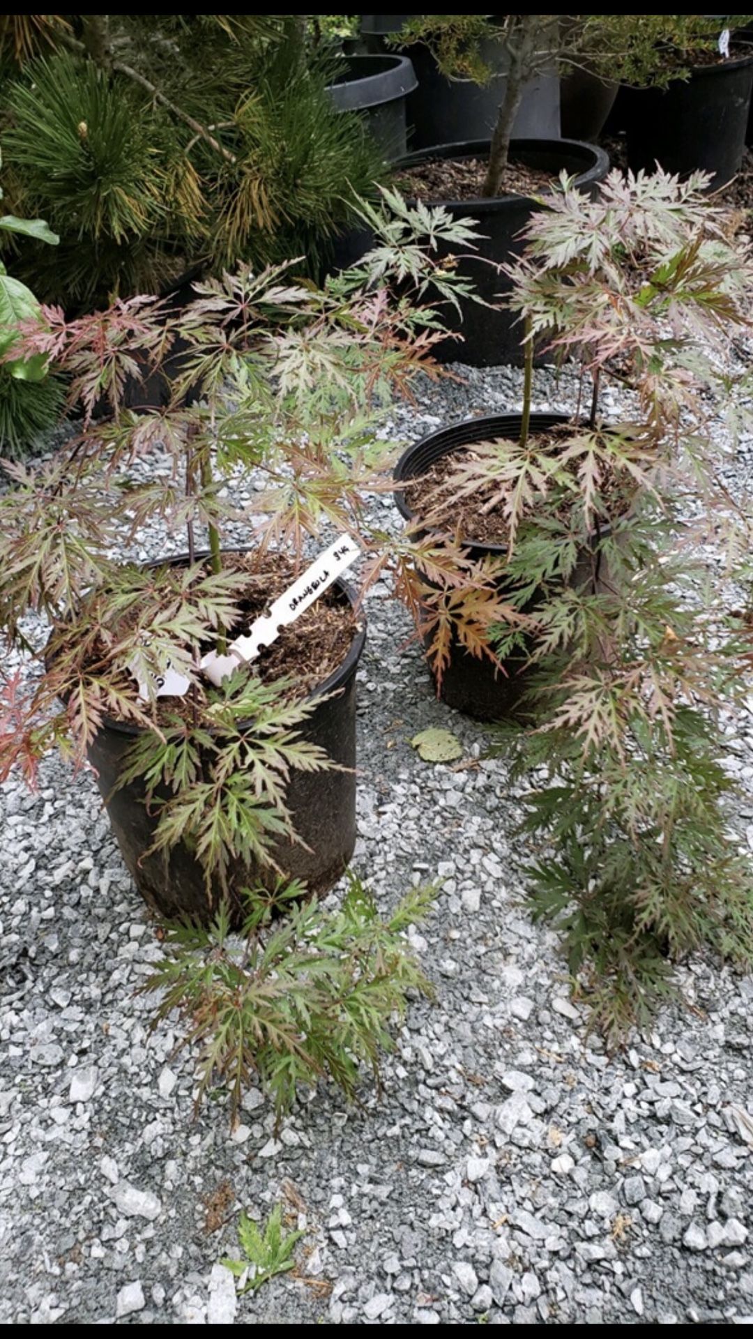 Orangeola starter laceleaf Japanese maple tree for Sale in Puyallup, WA