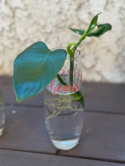 philodendron horsehead plant