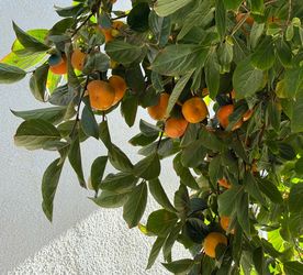 Organic Persimmons - 25 for $10