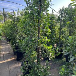 15 Gallon Ficus Privacy Hedge