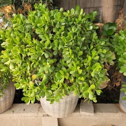 Jade Plant