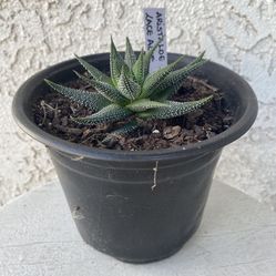 6 Inch Pot Succulent Plant - Aristaloe Aristata Lace Aloe - Rooted & Stablished Plant - Drought Resistant - 🪴