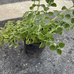 Planta De Vaporu 