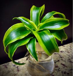 Dracaena Cutting Rooting in Water
